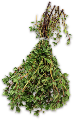 thyme